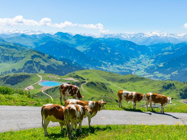 Auszeit am Großglockner - 9 Tage mit HP in Fusch, Salzburg inkl. Halbpension Weihnachtsreise 2024 online kaufen Auszeit am Großglockner - 9 Tage mit HP in Fusch, Salzburg inkl. Halbpension Weihnachtsreise 2024 online kaufen