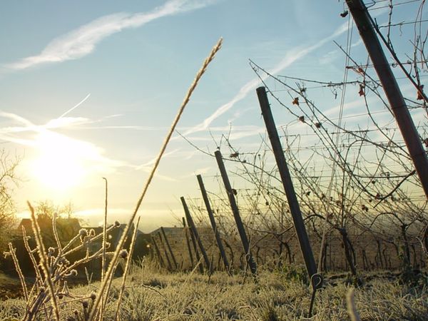 Weihnachtliches Frankenland 5 Tage in Dettelbach, Bayern inkl. Halbpension Weihnachtsreise 2024 online kaufen Weihnachtliches Frankenland 5 Tage in Dettelbach, Bayern inkl. Halbpension Weihnachtsreise 2024 online kaufen
