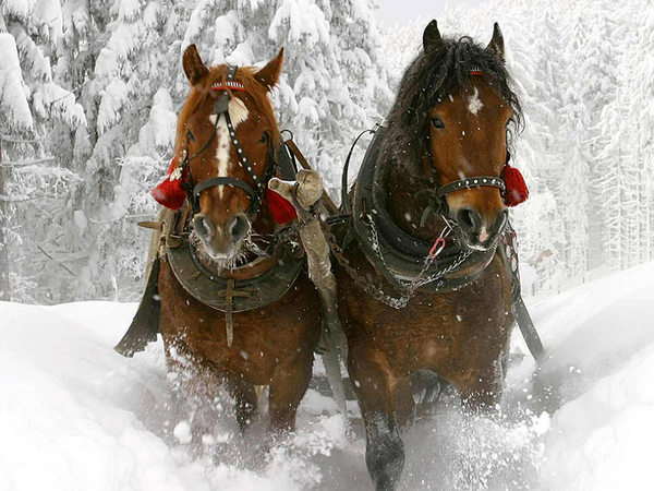 WinterMärchen am Rennsteig / 3 Tage in Neuhaus am Rennweg, Thüringen inkl. Halbpension Weihnachtsreise 2024 online kaufen WinterMärchen am Rennsteig / 3 Tage in Neuhaus am Rennweg, Thüringen inkl. Halbpension Weihnachtsreise 2024 online kaufen
